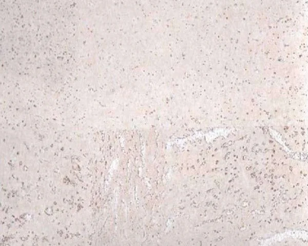 Настенное пробковое покрытие CorkArt PW 386 WS в Барнауле